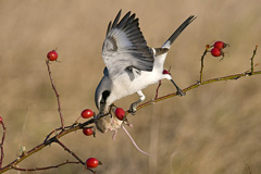 Raubw�rger  - Zum Vergroessern klicken!